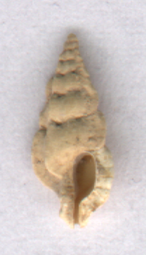 Aspella anceps